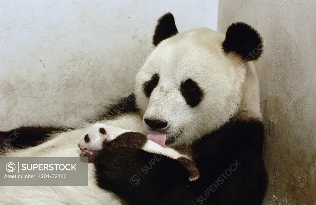 Giant Panda (Ailuropoda melanoleuca) Xi Xi with her 32 day old cub, China Conservation and Research Center for the Giant Panda, Wolong Nature Reserve, China