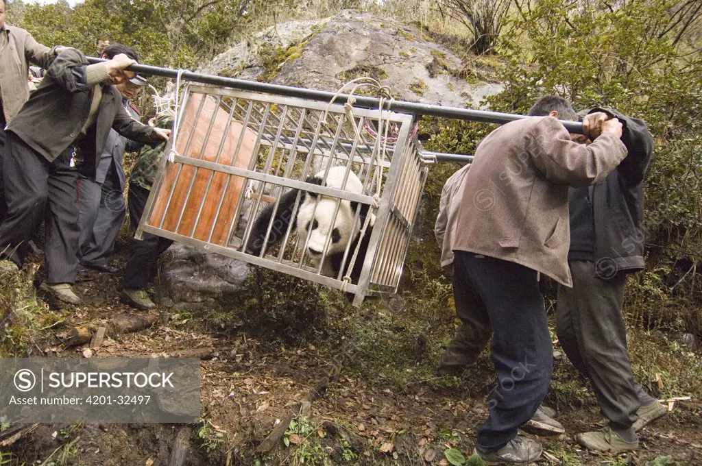 Giant Panda (Ailuropoda melanoleuca) carrying Xiang Xiang to release site, first captive-born panda to be released into the wild, Wolong Nature Reserve, endangered, China