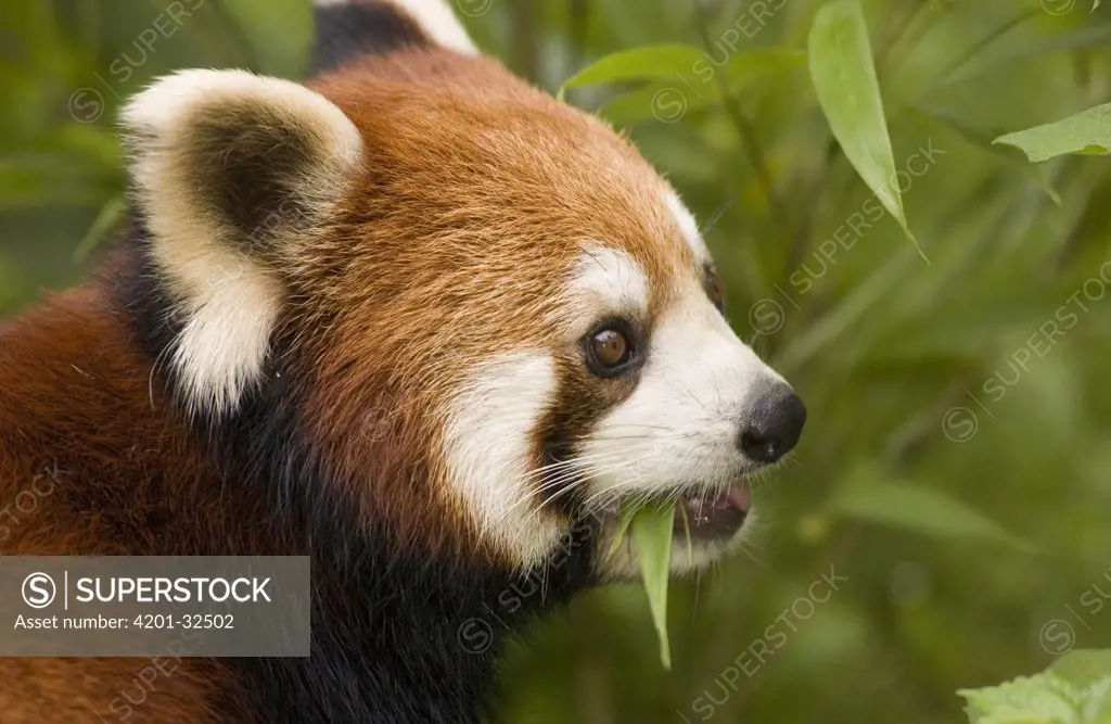 Lesser Panda (Ailurus fulgens) eating bamboo, endangered, Wolong Nature Reserve, China