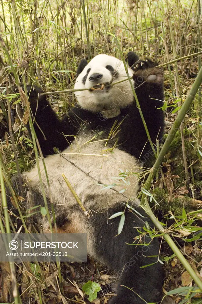 Giant Panda (Ailuropoda melanoleuca) Xiang Xiang, the first captive raised panda to be released into the wild, eating bamboo, Wolong Nature Reserve, endangered, China