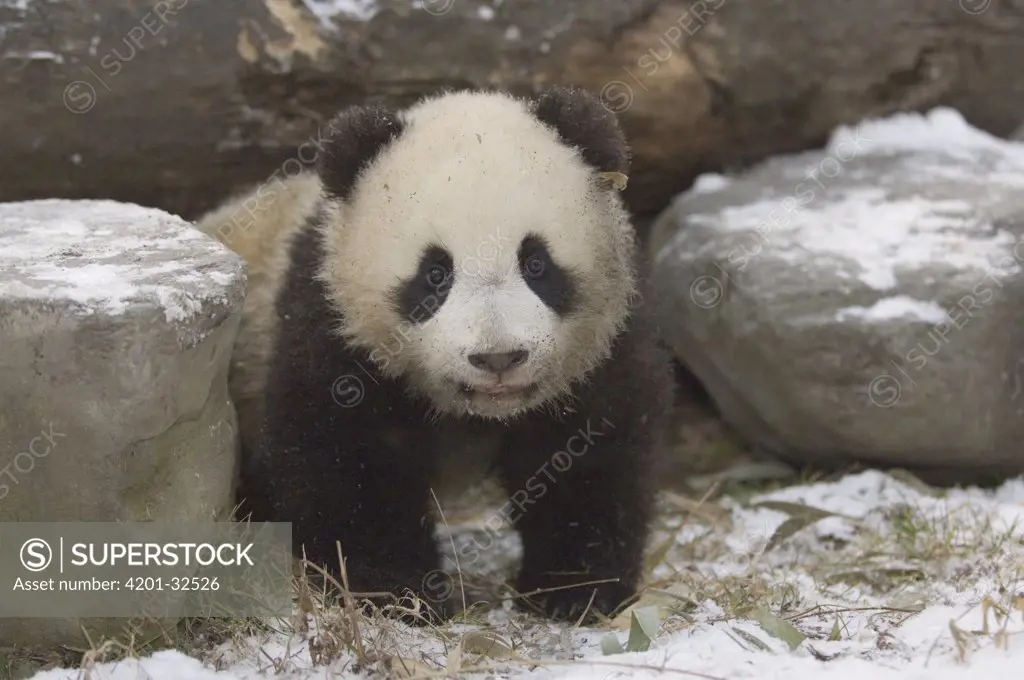 Giant Panda (Ailuropoda melanoleuca) cub playing in the snow, Wolong Nature Reserve, China