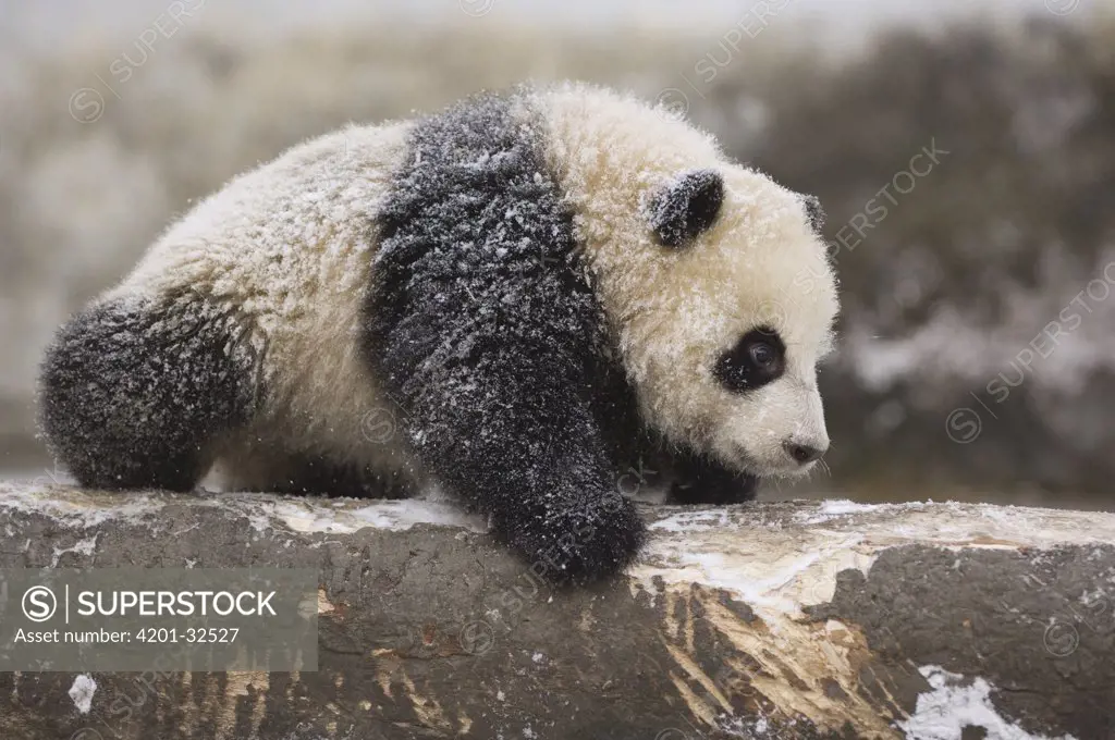 Giant Panda (Ailuropoda melanoleuca) five month old cub playing in the snow, Wolong Nature Reserve, China