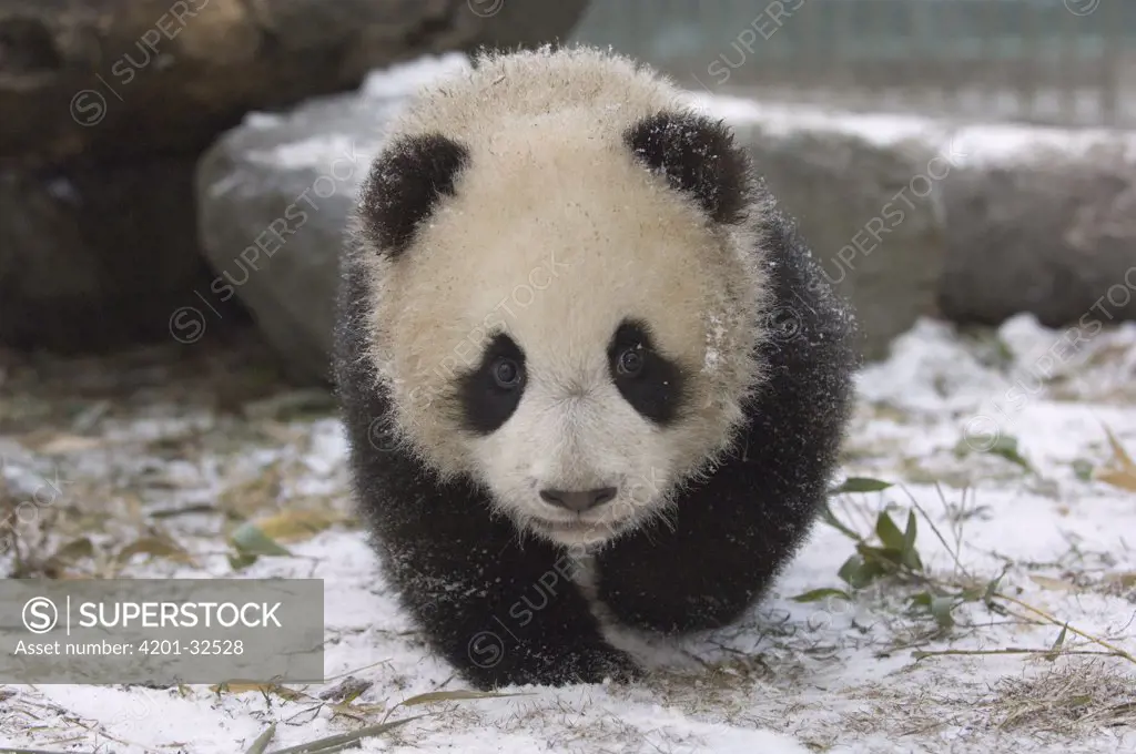 Giant Panda (Ailuropoda melanoleuca) cub approaching through the snow, Wolong Nature Reserve, China