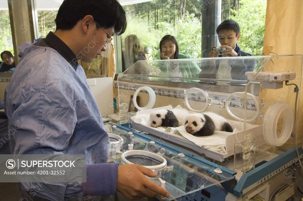 Giant Panda (Ailuropoda melanoleuca) cubs with researcher in nursery being photographed by tourists, Wolong Nature Reserve, China