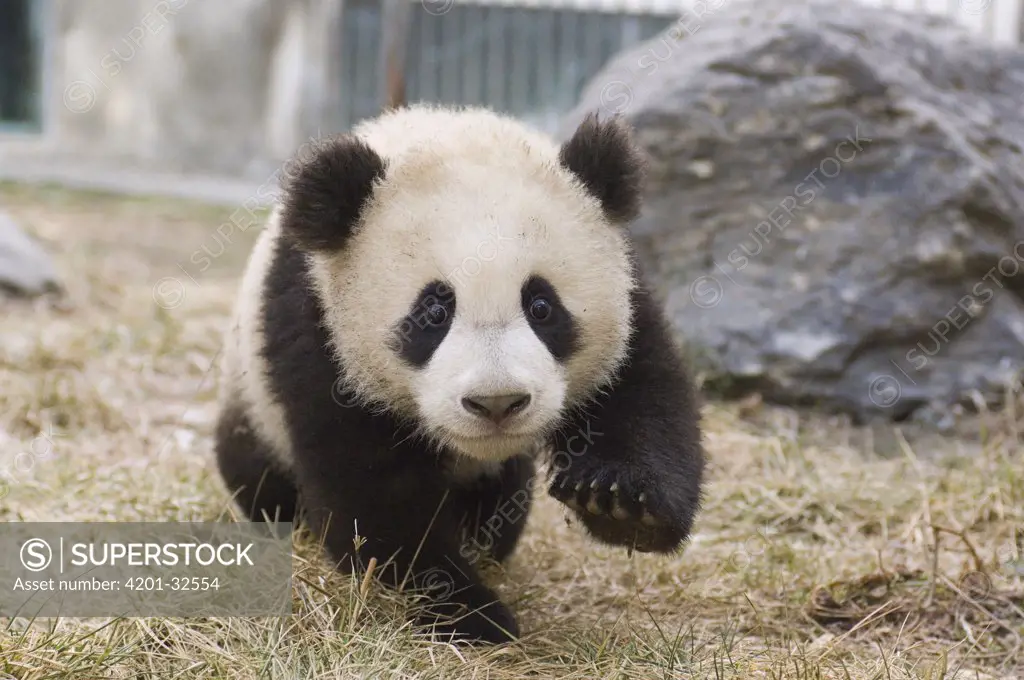 Giant Panda (Ailuropoda melanoleuca) cub approaching camera, Wolong Nature Reserve, China