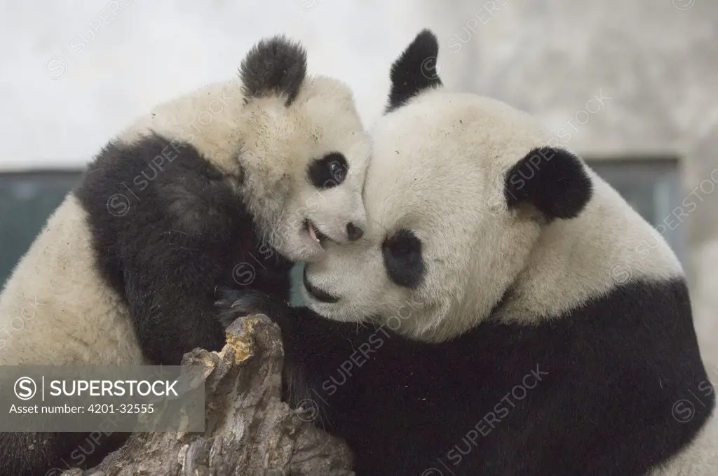 Giant Panda (Ailuropoda melanoleuca) Long Xin playing with her cub, Wolong Nature Reserve, China