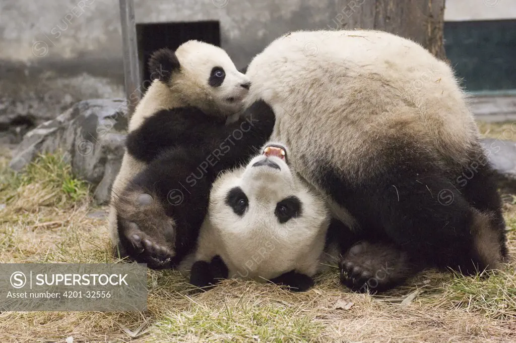 Giant Panda (Ailuropoda melanoleuca) cub and mother playing together, Wolong Nature Reserve, China