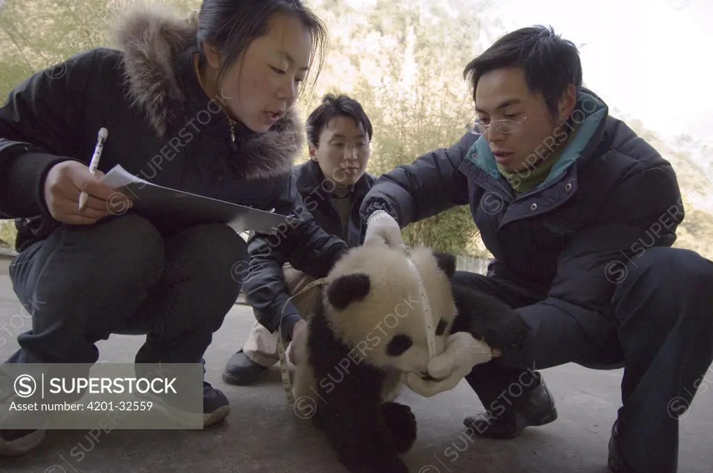 Giant Panda (Ailuropoda melanoleuca) researchers measuring cub, Wolong Nature Reserve, China