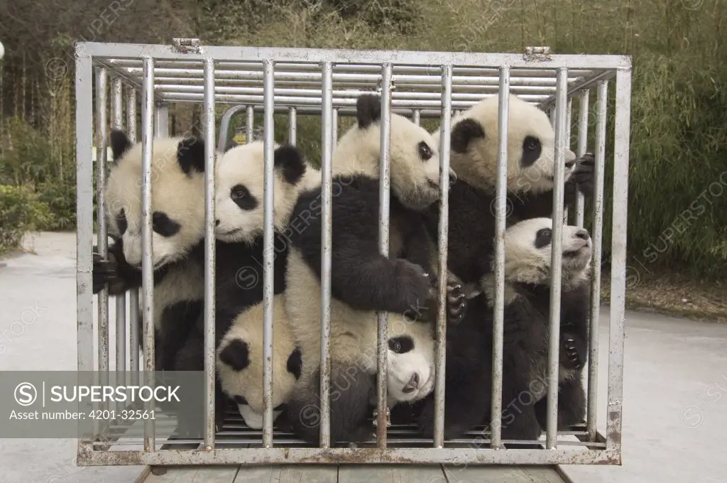 Giant Panda (Ailuropoda melanoleuca) seven cubs in moving cage going from nursery to playground, Wolong Nature Reserve, China