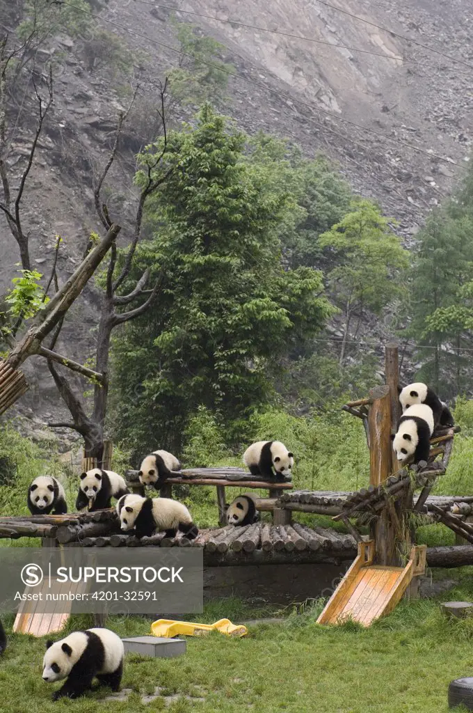 Giant Panda (Ailuropoda melanoleuca) young playing on structures after the May 12, 2008 earthquake and landslides, CCRCGP, Wolong, China