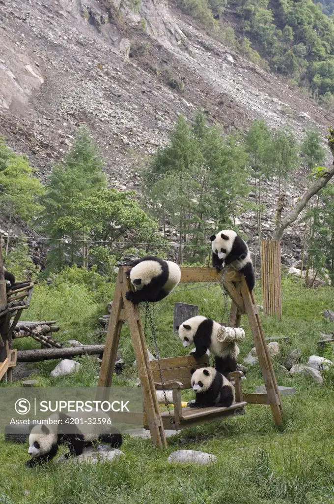 Giant Panda (Ailuropoda melanoleuca) cubs playing on structures near landslide after the May 12, 2008 earthquake, CCRCGP, Wolong, China