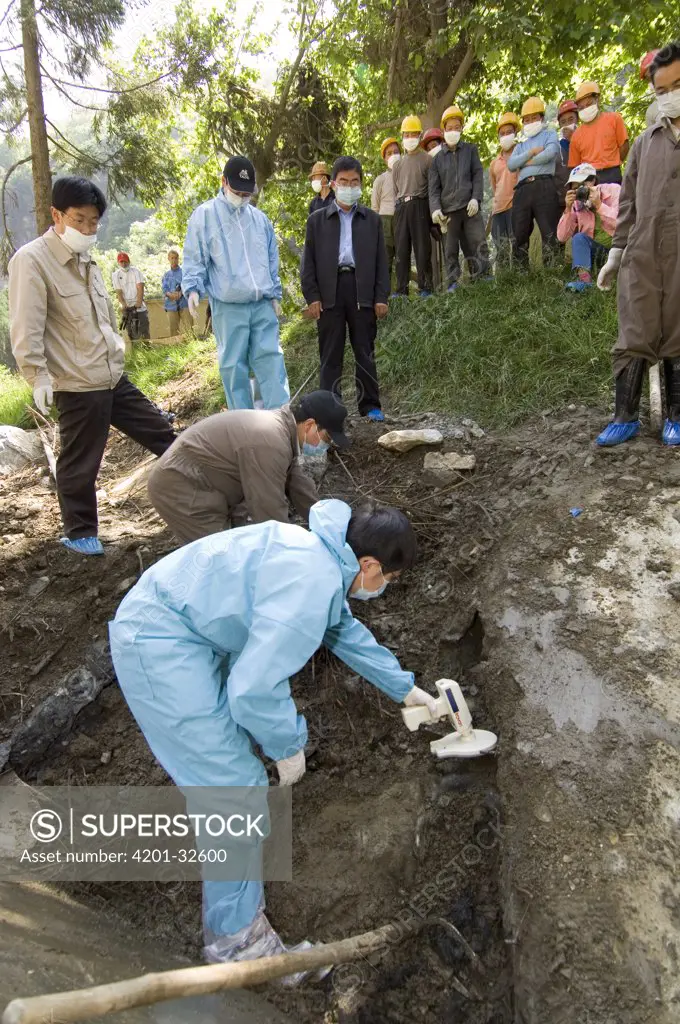 Giant Panda (Ailuropoda melanoleuca) recovery effort, veterinarian, Wang Chengdog, using hand-held reader to locate Mao Mao's body after the May 12, 2008 earthquake and landslides, CCRCGP, Wolong, China