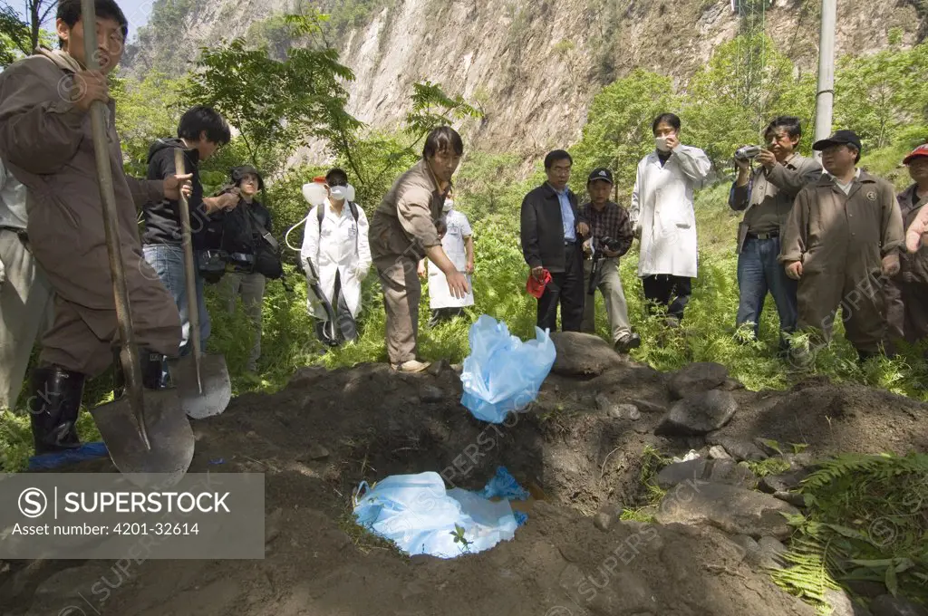 Giant Panda (Ailuropoda melanoleuca) grave is filled with contaminated clothing before being covered, May 12, 2008 earthquake and landslides, CCRCGP, Wolong, China