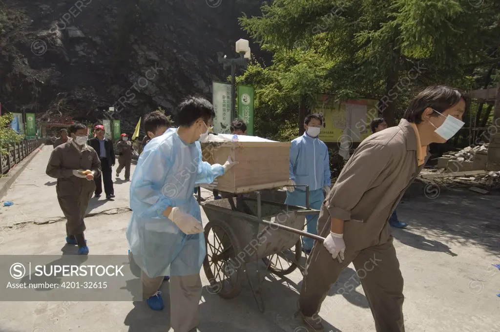 Giant Panda (Ailuropoda melanoleuca) recovery effort, Mao Mao's coffin being taken to gravesite after May 12, 2008 earthquake and landslides, CCRCGP, Wolong, China
