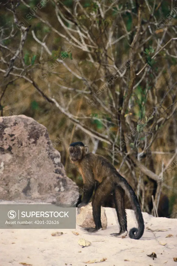 Brown Capuchin (Cebus apella) preparing to lift a rock hammer that is extremely heavy compared to the monkey's body weight to crack open palm nuts it has placed in small pits in the anvil rock surface, Cerrado habitat, Brazil