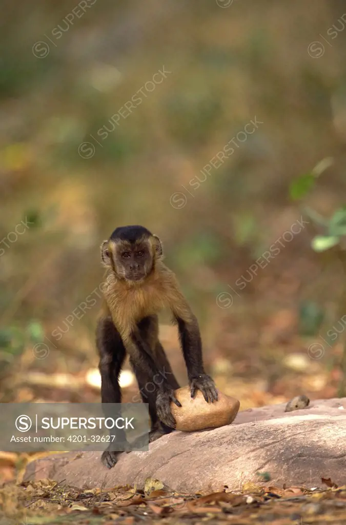 Brown Capuchin (Cebus apella) preparing to lift a rock hammer that is extremely heavy compared to the monkey's body weight to crack open a palm nut it has placed in a small pit in the anvil rock surface, Cerrado habitat, Brazil