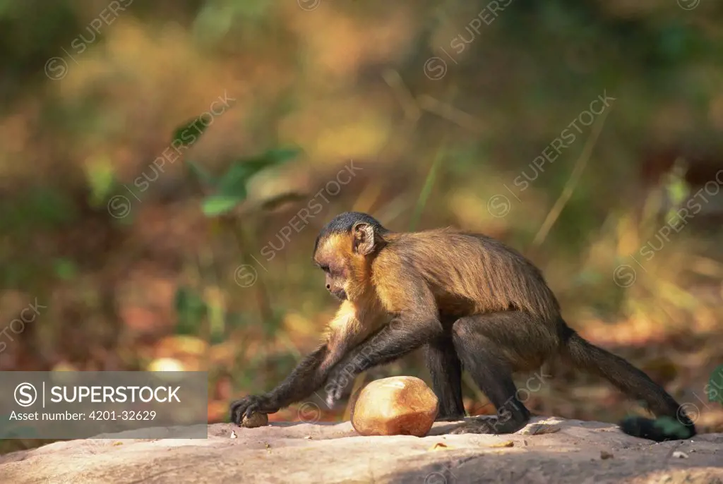 Brown Capuchin (Cebus apella) placing a palm nut in a small pit in the anvil rock surface, Cerrado habitat, Brazil