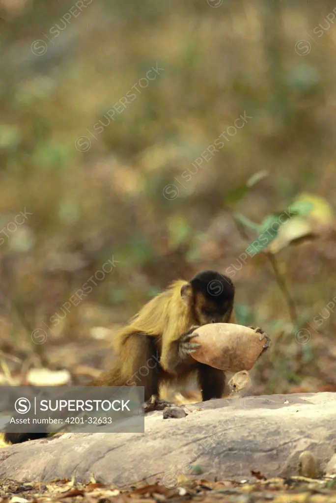 Brown Capuchin (Cebus apella) using rock hammer that is extremely heavy compared to the monkey's body weight to crack open palm nuts placed in small pits in the anvil rock surface, Cerrado habitat, Brazil