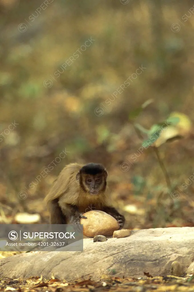Brown Capuchin (Cebus apella) stabilizes itself with its prehensile tail while using a heavy rock hammer to crack open palm nuts placed in small pits in the anvil rock surface, Cerrado habitat, Brazil
