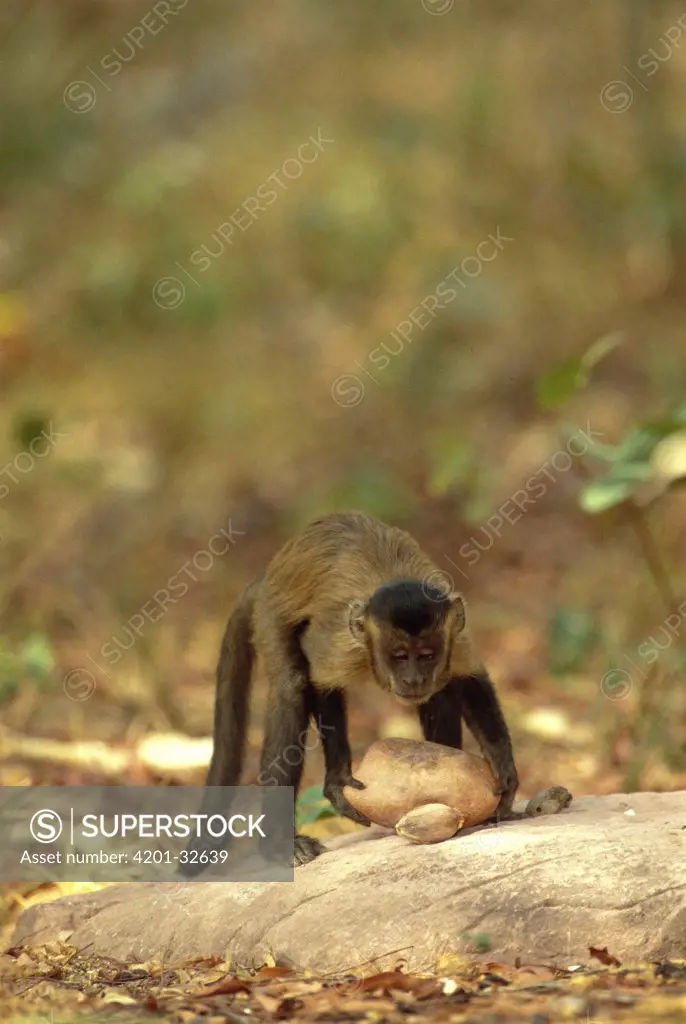 Brown Capuchin (Cebus apella) stabilizes itself with its prehensile tail while using a heavy rock hammer to crack open palm nuts placed in small pits in the anvil rock surface, Cerrado habitat, Brazil