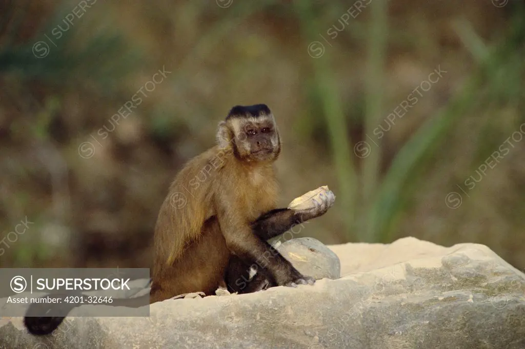 Brown Capuchin (Cebus apella) holding a palm nut that it will place in a small pit in the anvil rock surface and crack open using the rock hammer that is extremely heavy compared to the monkey's body weight, Cerrado habitat, Brazil