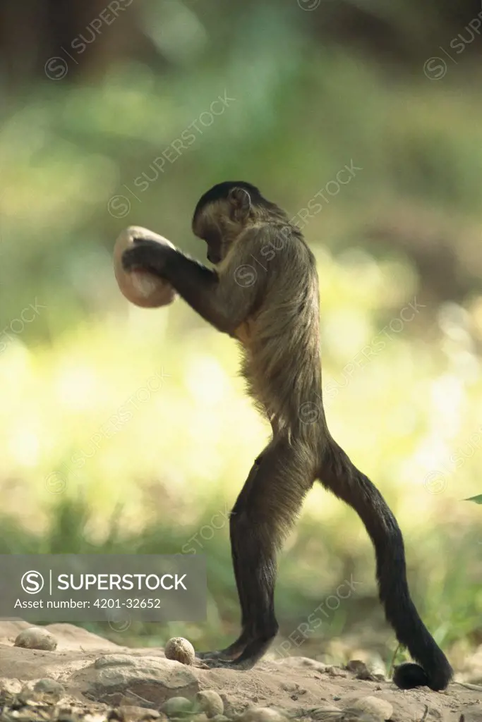 Brown Capuchin (Cebus apella) using rock to crack open palm nuts, Piaui State, Brazil