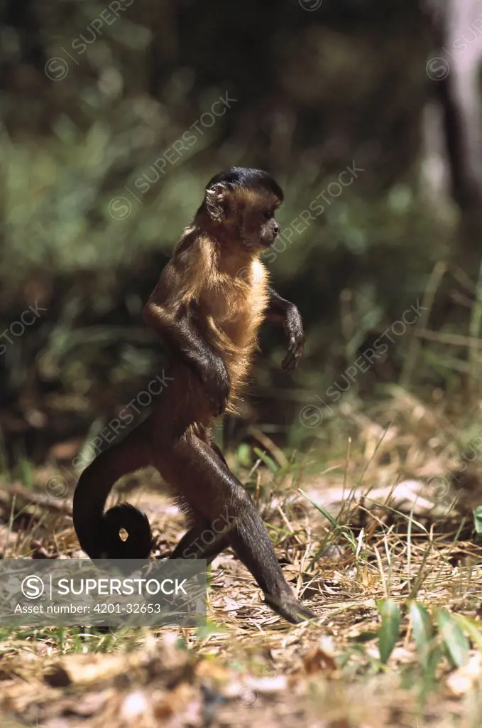 Brown Capuchin (Cebus apella) foraging on ground, Cerrado, Piaui State, Brazil