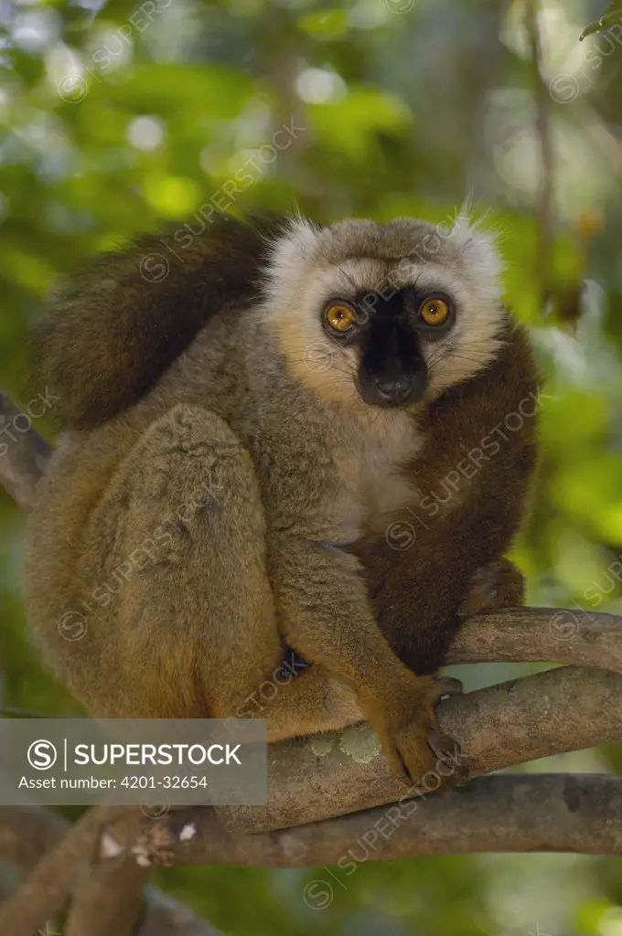 Sanford's Brown Lemur (Eulemur fulvus sanfordi) male portrait, Ankarana Special Reserve, northern Madagascar