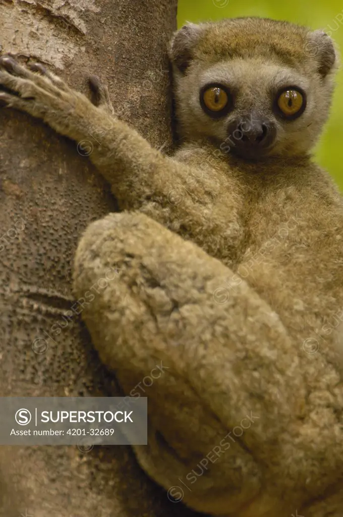Avahi Lemur (Avahi occidentalis) endemic to western deciduous forest, Ankarafantsika Strict Nature Reserve, Madagascar