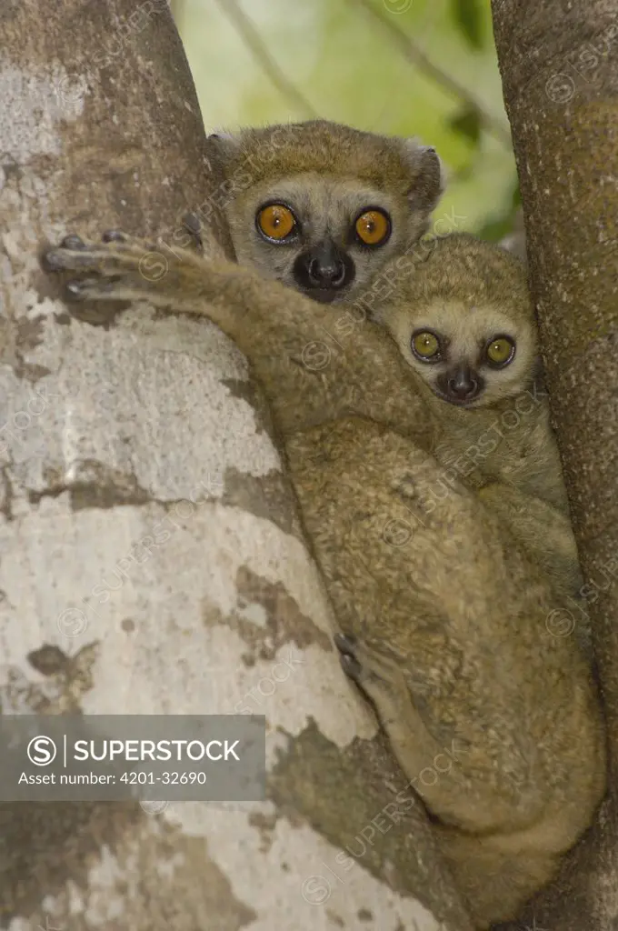 Avahi Lemur (Avahi occidentalis) mother with infant, vulnerable, endemic to western deciduous forest, Ankarafantsika Strict Nature Reserve, Madagascar