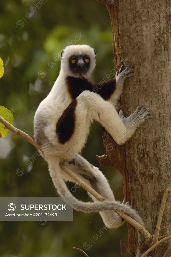 Coquerel's Sifaka (Propithecus coquereli) in western deciduous forest, Ankarafantsika Strict Nature Reserve, Madagascar