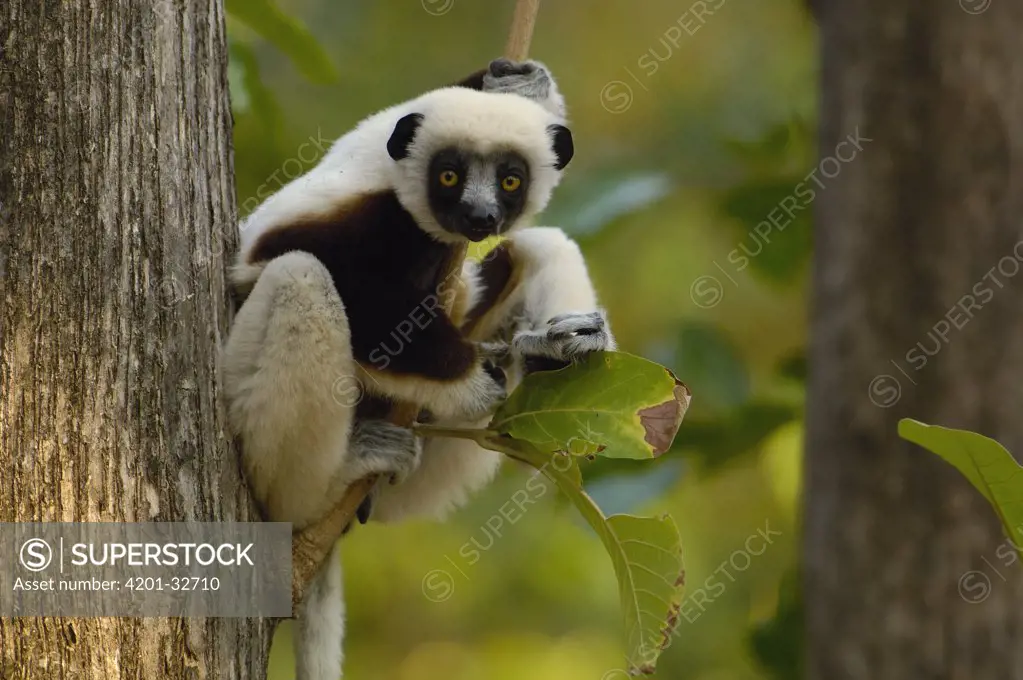 Coquerel's Sifaka (Propithecus coquereli) western deciduous forest, Ankarafantsika Strict Nature Reserve, Madagascar