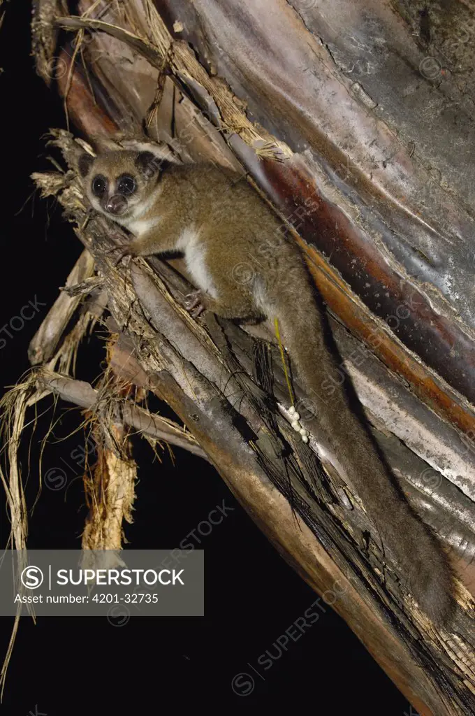 Greater Dwarf Lemur (Cheirogaleus major) in tree at night, Perinet Special Reserve, Madagascar