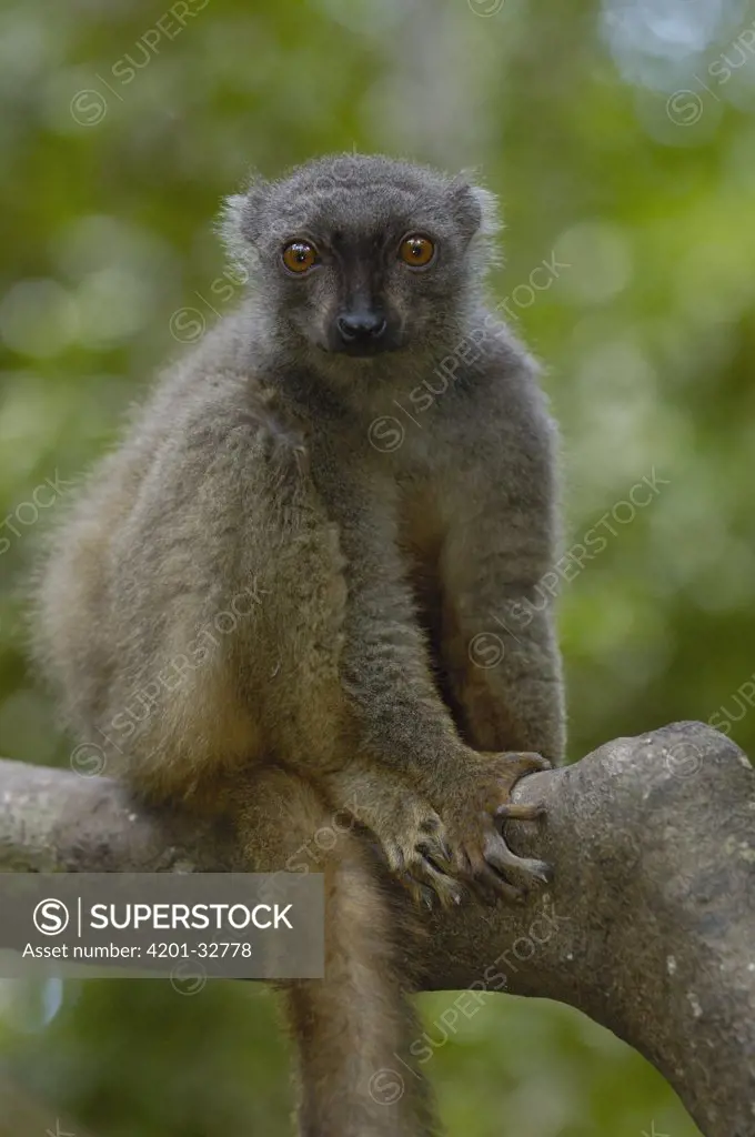 Sanford's Brown Lemur (Eulemur fulvus sanfordi) female, Ankarana Special Reserve, northern Madagascar