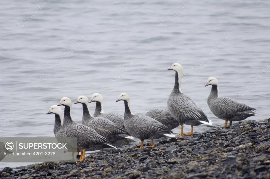 Emperor Goose (Anser canagicus) group at water's edge, Alaska