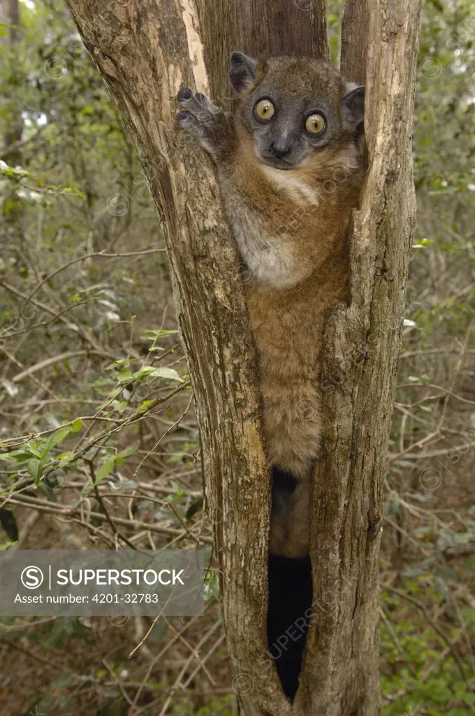 Red-tailed Sportive Lemur (Lepilemur ruficaudatus) in tree trunk, Zombitse Reserve, Madagascar