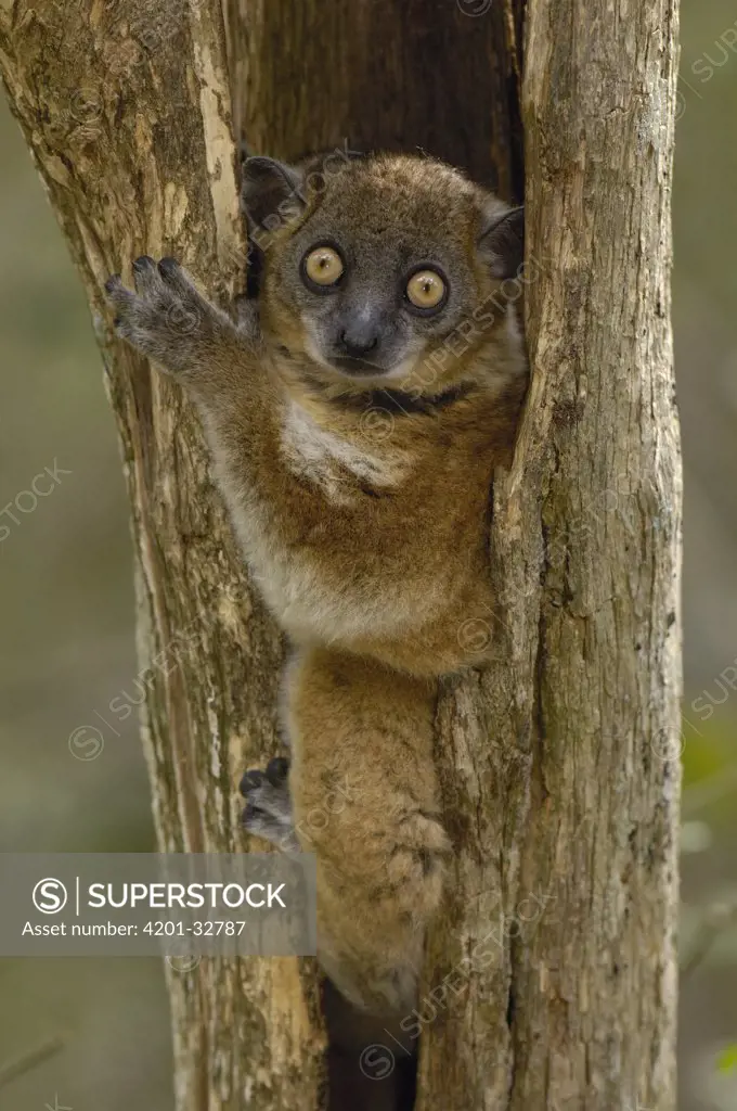 Red-tailed Sportive Lemur (Lepilemur ruficaudatus) in tree trunk, Zombitse Reserve, Madagascar
