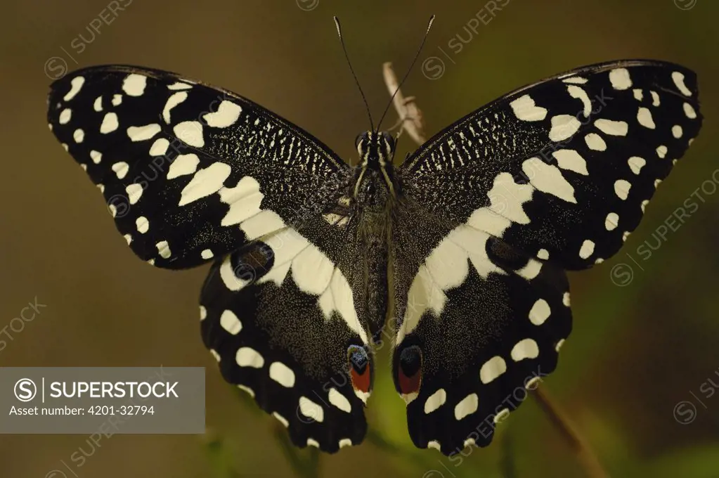 Citrus Butterfly (Papilio demodocus) butterfly, found throughout the island, Madagascar