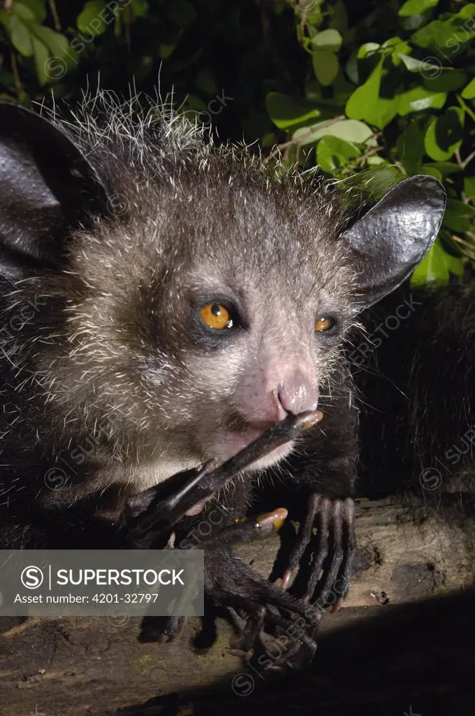 Aye-aye (Daubentonia madagascariensis) one of the more bizarre mammals in the world, their peculiar features include huge ears, bushy tail, long shaggy coast, rodent-like teeth and a skeletal 'probe-like' middle finger, Tsimbazaza Zoo, Madagascar