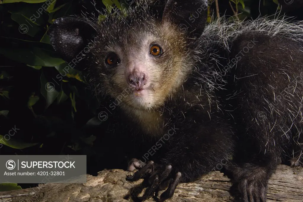 Aye-aye (Daubentonia madagascariensis) one of the more bizarre mammals in the world, their peculiar features include huge ears, bushy tail, long shaggy coast, rodent-like teeth and a skeletal 'probe-like' middle finger, Tsimbazaza Zoo, Madagascar
