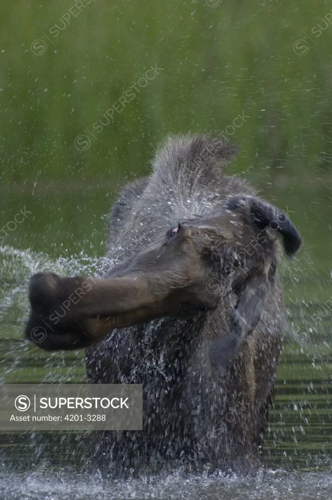 Moose (Alces americanus) female shaking water off after feeding, Chena River, Alaska