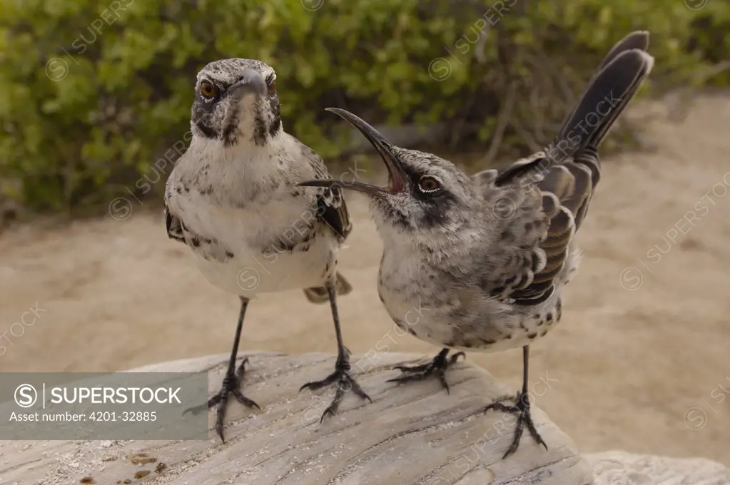 Hood Mockingbird (Nesomimus macdonaldi) pair arguing, vulnerable, Espanola Island, Galapagos Islands, Ecuador