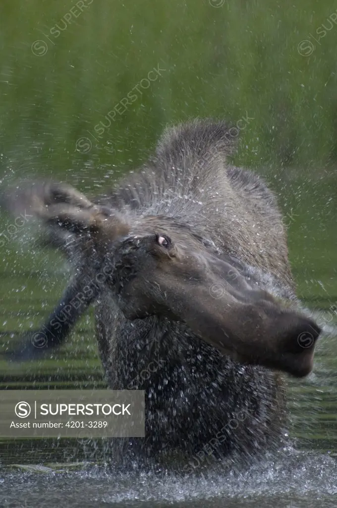 Moose (Alces americanus) female shaking water off after feeding, Chena River, Alaska