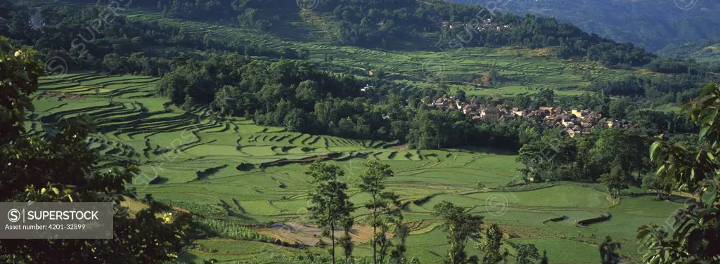 Rice (Oryza sativa) terraced fields, China