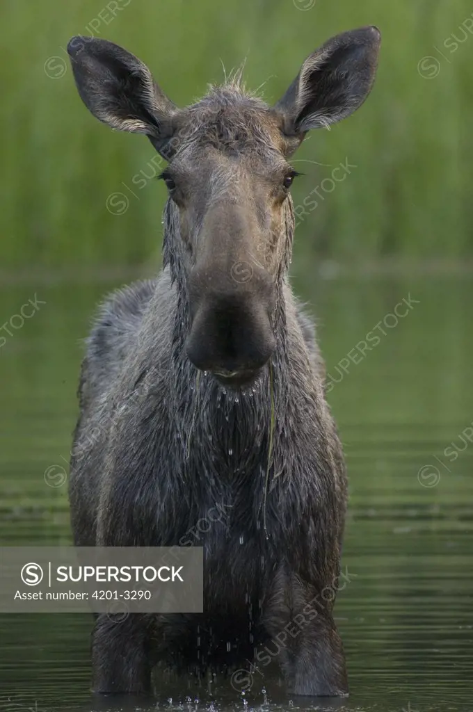 Moose (Alces americanus) female, Chena River, Alaska