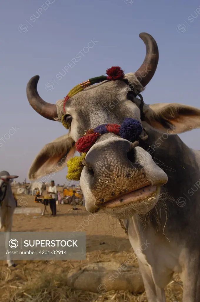 Domestic Cattle (Bos taurus) in cattle section at Pushkar camel and livestock fair, India