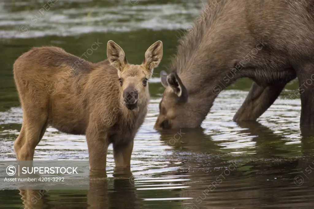 Moose (Alces americanus) mother and calf, Chena River, Alaska