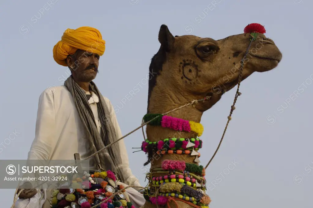 Dromedary (Camelus dromedarius) camel with rider at Pushkar camel and livestock fair, Pushkar, Rajasthan, India