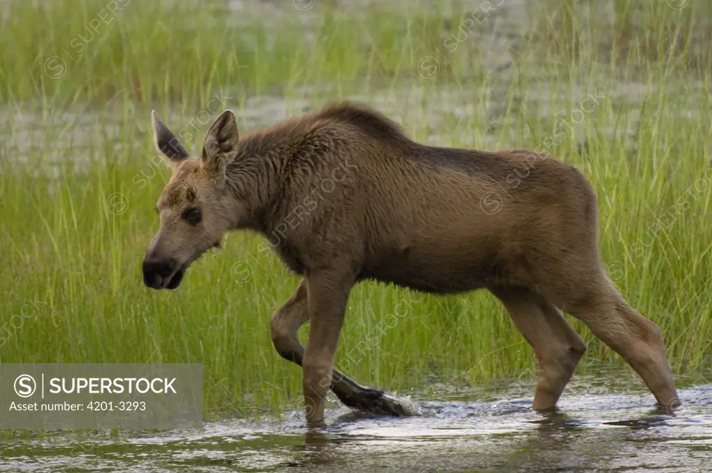 Moose (Alces americanus) calf at two months old, Chena River, Alaska