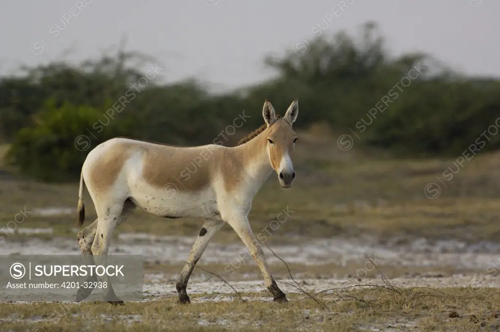 Indian Wild Ass (Equus hemionus khur) walking, Rann of Kutch, Gujarat, India